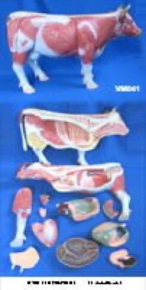 Cow anatomy model - SecRepro